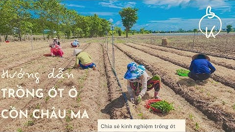 HƯỚNG DẪN KỈ THUẬT TRỒNG ỚT Ở CỒN CHÂU MA