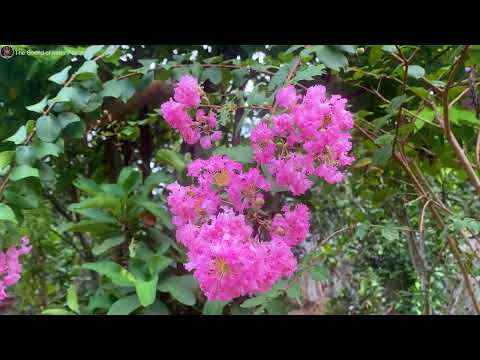 528Hz healing frequencies | Soothing Meditation, Relax, Reiki & Stress Relief Music