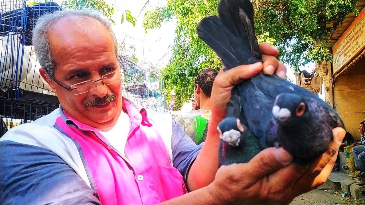 مستويات عالميه للحمام الغزار والزينه عند عم هانى بسوق السيده عائشه 💥 وفرجه وأسعار الحمام 💥