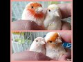 Canari mosaïques كناري موزايك #birds #birdsounds #canarias #budgies #طيور #pigeonlover #الجزائر