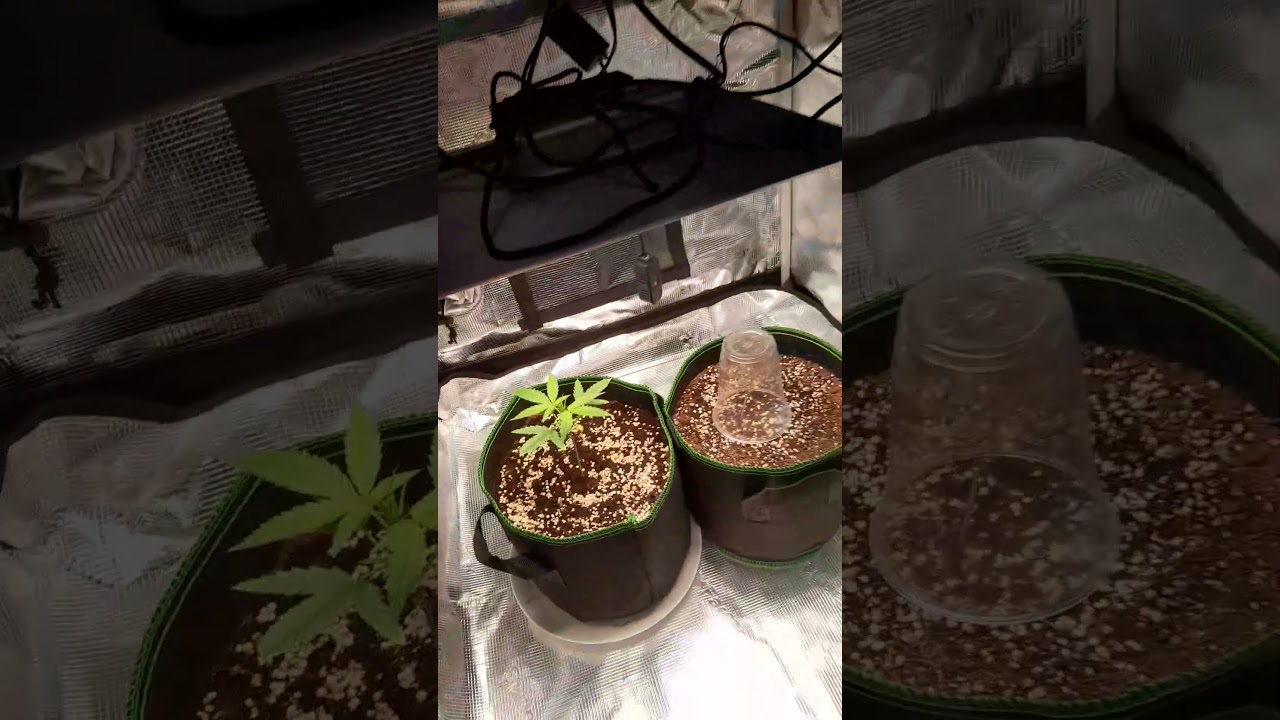 UPDATE ON MY NEW ADVENTURE 🫡🤙🪴