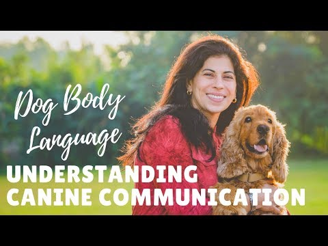वीडियो: कैनाइन संचार: कुत्ते की व्याख्या कैसे करें