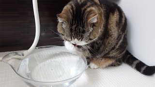 Maru avoids trouble by using push cart.