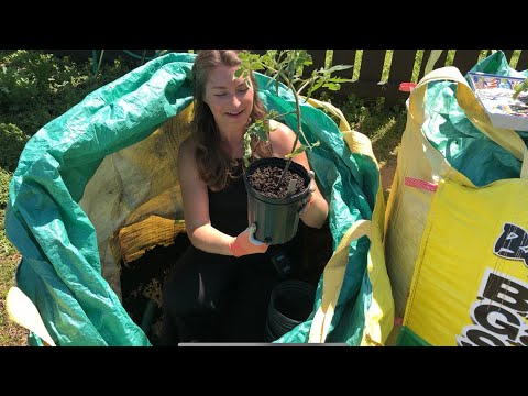 How to pot up overgrown tomato seedlings and grafted tomato plants