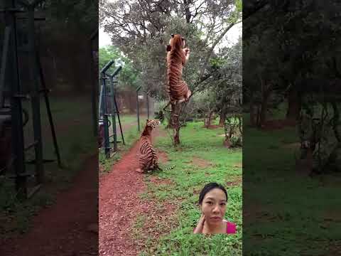 Tiger Jumps To Catch Meat Filmed In Slowmotion Animals Tigers Slowmotion