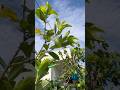 Fresh Guava fruit tree at Terrace garden 🏡🌿🌳 #stressrelief #garden #gardening #relaxing