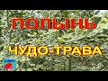 Полынь. Полынь горькая. Свойства полыни, применение.