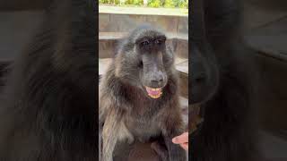 How to massage a baboon s face