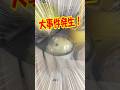 ガチャガチャの中がとんでもない状態に!サンリオポムポムプリンマスコットガチャをリベンジしに来たら・・・ #shorts #short #sanrio #サンリオ
