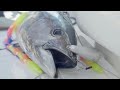 School bluefin tuna trolling  simple 4 rod spread  south of mv
