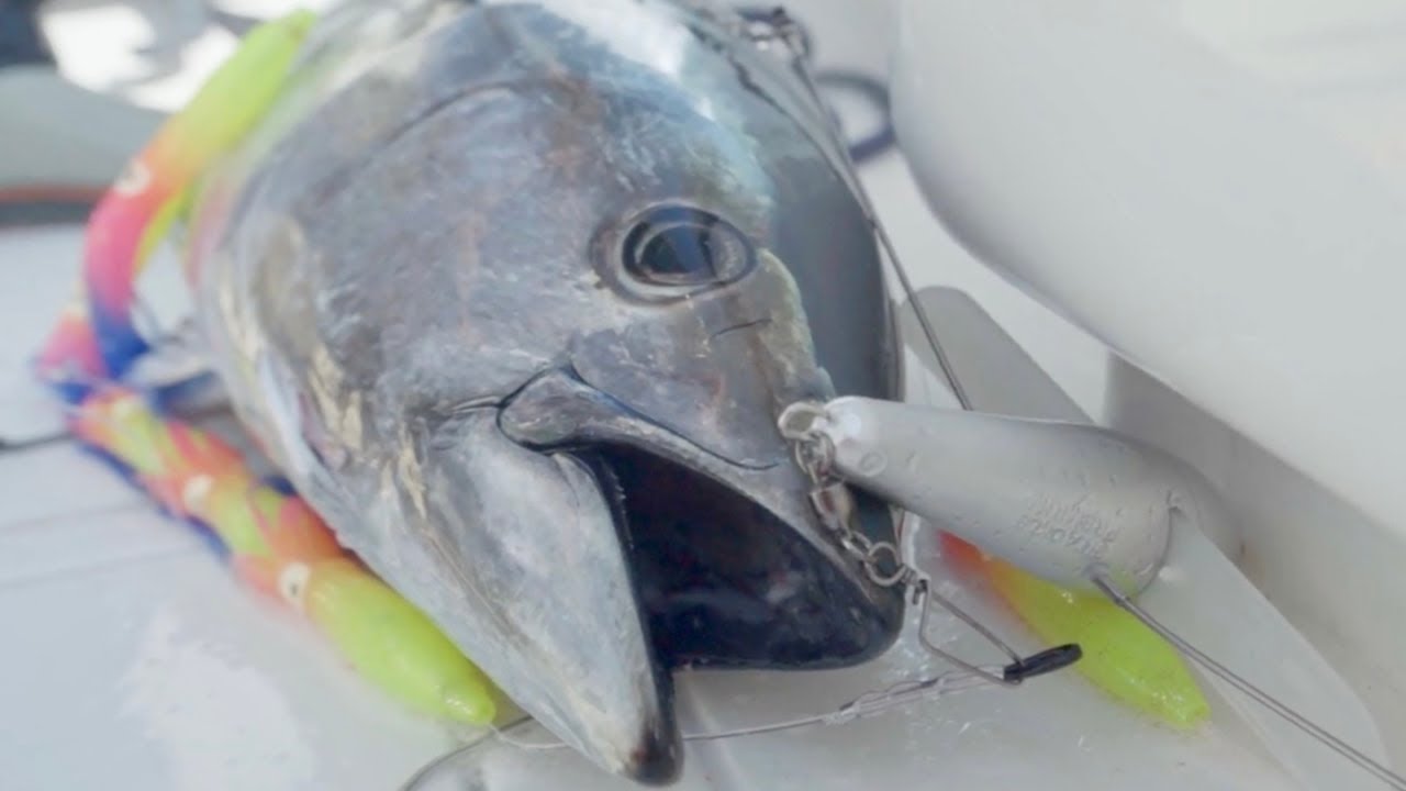 School Bluefin Tuna Trolling, Simple 4 Rod Spread