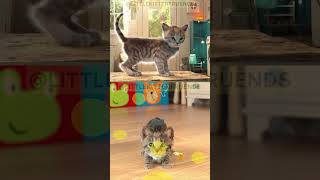 Cute Kitten Care Learning Game educational video for babies & toddlers #132