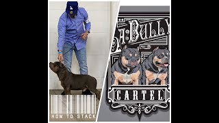 Show Stacking Your American Bully (The 'Ju' way)
