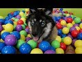 Husky Puppy Goes CRAZY Over Ball Pit!