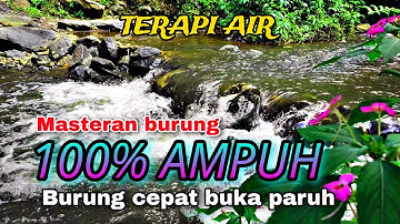 Semua Jenis Burung Cepat Buka Paruh, Suara air untuk terapi burung, suara hutan liar, blantara