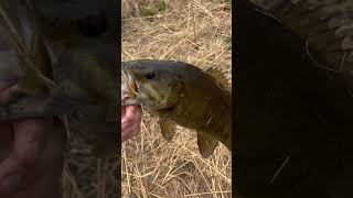 Pb smallmouth #fishing #foryou #bassfishing #bass #smallmouthbass
