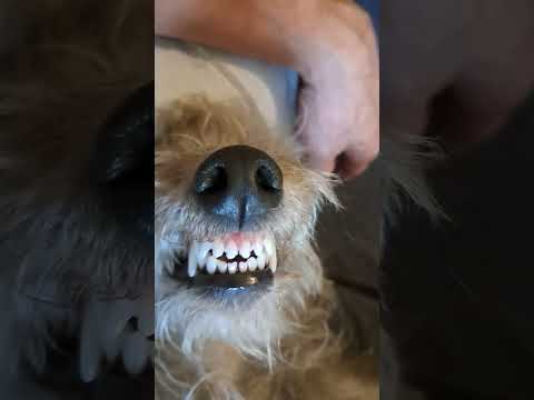 The perfect teeth of a Bedlington Whippet #doglover