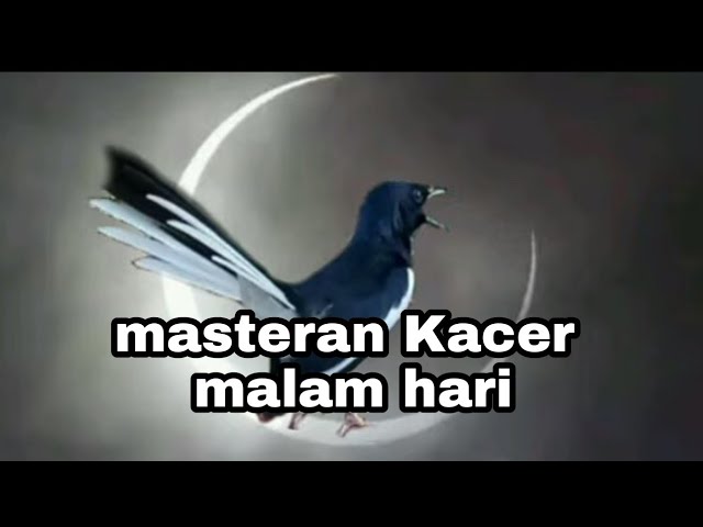 TERAPI MASTERAN AMPUH KACER MALAM HARI class=