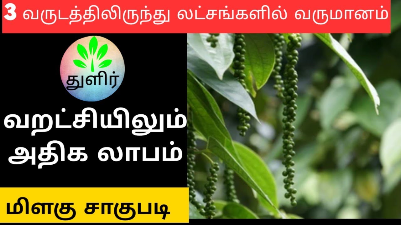மிளகு சாகுபடி Black pepper cultivation in Tamil மசாலா பொருள்