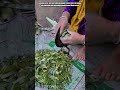 Innovative Aloe Cutting System: Best Smooth Gel Preparation