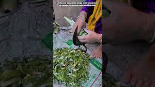 Innovative Aloe Cutting System: Best Smooth Gel Preparation