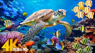 Ocean 4K - Sea Animals for Relaxation, Beautiful Coral Reef Fish in Aquarium (4K Video Ultra HD) #45
