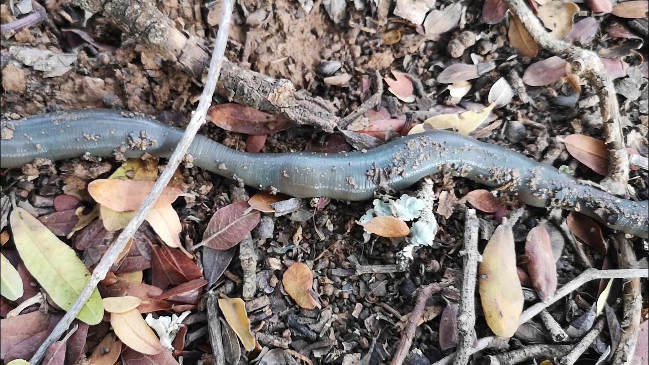 African giant earthworms in the Succulent Thickets of South Africa (Eastern  Cape) 