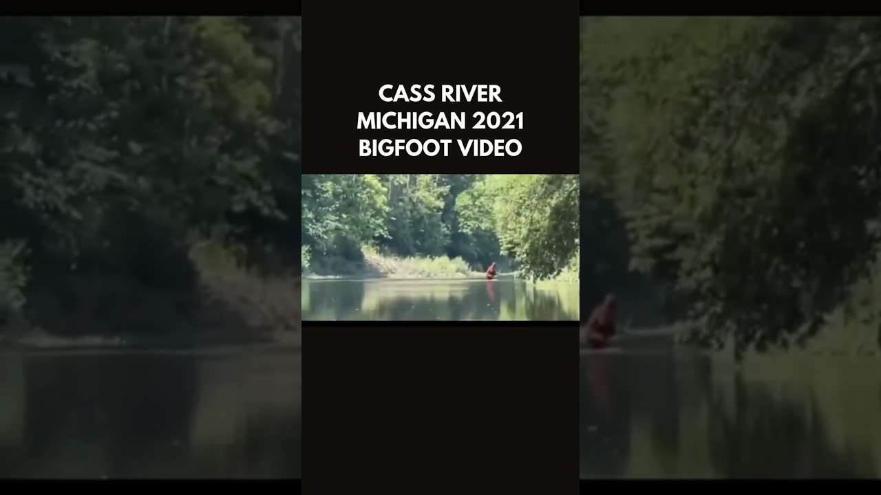 Bigfoot footage from Michigan, Cass River area, circa 2021 #bigfoot #sasquatch #publishtoall