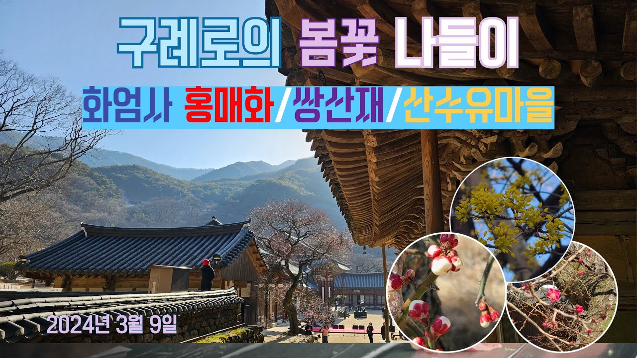 봄꽃 찾아 떠나는 구례 여행(화엄사 홍매화/연기암/쌍산재/산수유축제)