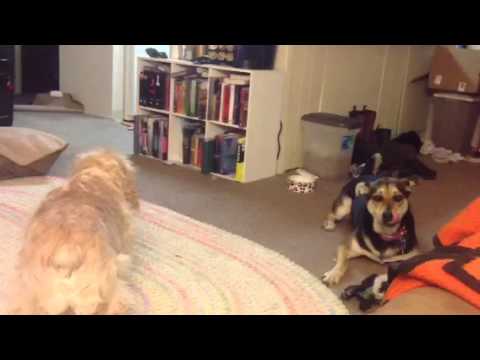 Dog Small Apartment You Small Apartment
