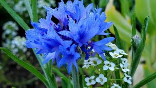 Cornflower Blue (It's A Hexadecimal Thing)