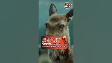 Hươu Nhiễm Hội Chứng Thây Ma, Nhân Loại Sắp Có Chủng Virus Mới 😲 - TikTok Kiến Không Ngủ #Shorts