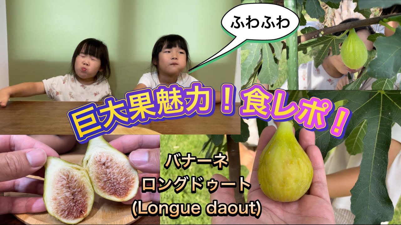Fig Food Review] Banane/Longue daout: The largest figs. Fluffy
