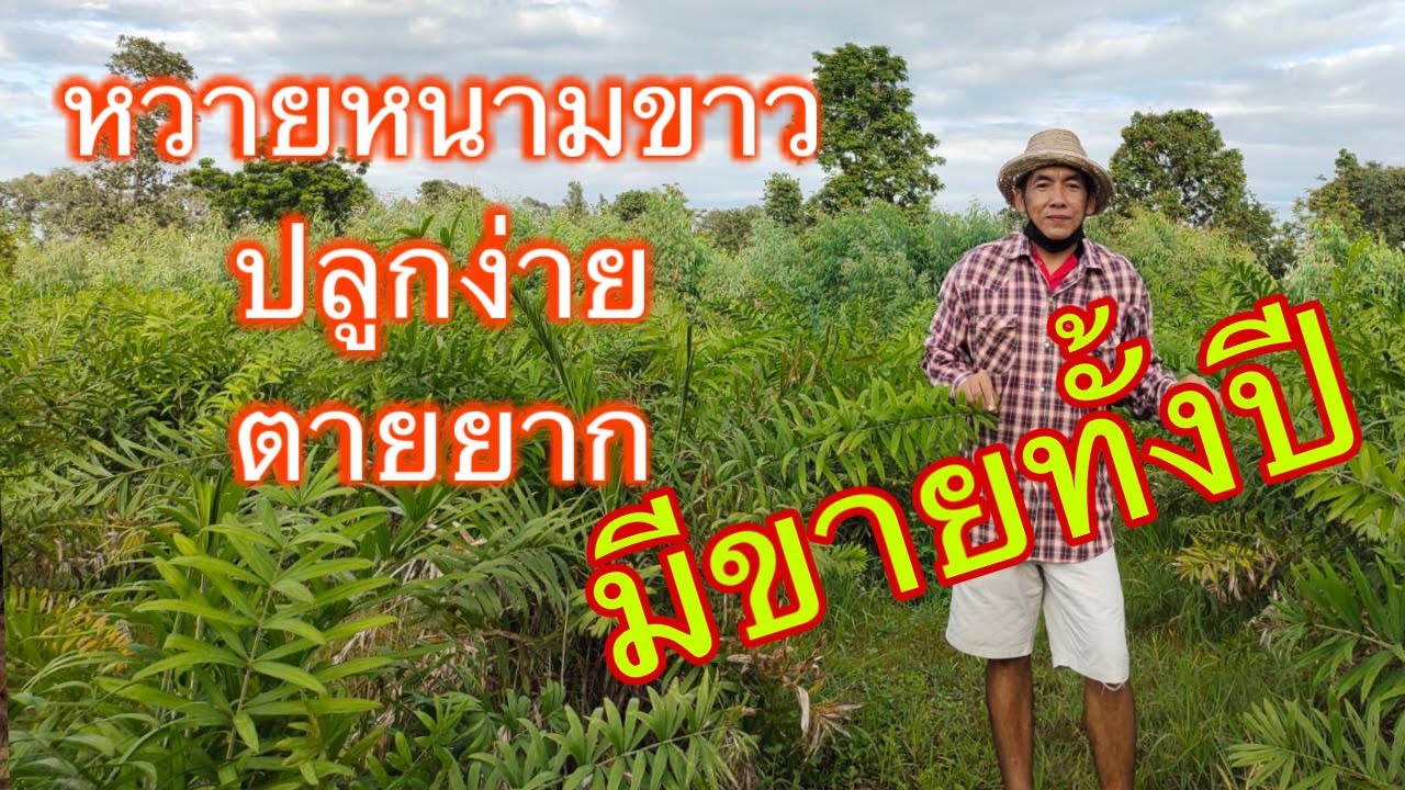 เกษตรกรผู้ปลูกหวายหนามขาว  ปลูกง่าย ตายยาก ให้ผลผลิตดี มีรายได้ทั้งปี