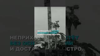 Борщевик, Что Это За Адское Растение И Откуда Оно Вообще Появилось? Полный Выпуск Уже На Канале