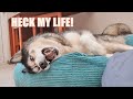 Husky Loses it If I Don’t Do What He Wants Immediately!