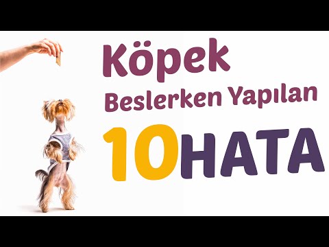 Video: Köpeğinizi Bütçeyle Şımartmanın 10 Yolu