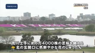 荒川土手の巨大フラワーアート　6万4000株の芝桜が満開