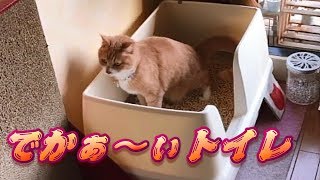ユニ・チャーム猫用デオトイレ快適ワイド
