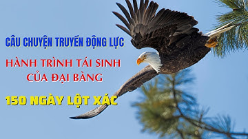 HÀNH TRÌNH TÁI SINH CỦA ĐẠI BÀNG - CÂU CHUYỆN TRUYỀN ĐỘNG LỰC