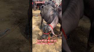 Murrah #murraha #cow #murrah #bull #padi #baffalo #animals #bollywood #automobile #farming #love