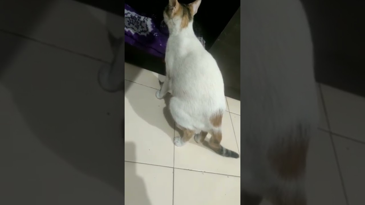 cat labour  pain🧐🧐😱😱😱😱😱