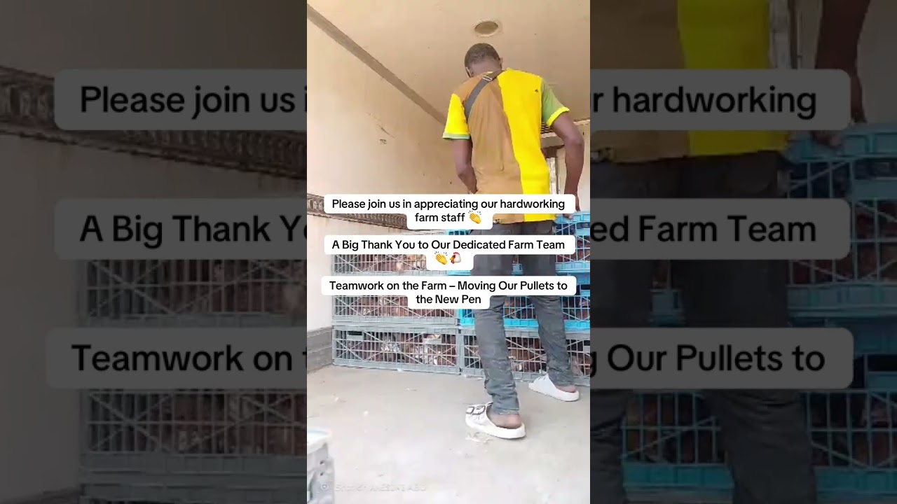 Our Pullets Have a New Home Thanks to This Team