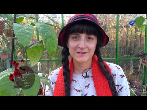 ვიდეო: როგორ იზრდება ანემონების ყვავილი?