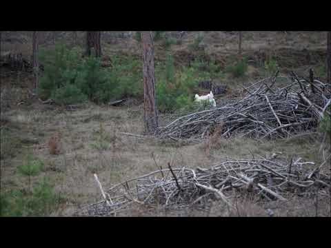 fuchs-schreit/ruft-im-wald---fox-screaming-woods-forest-geräusch-sound-klang-mp3-kostenlos