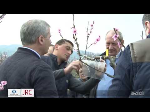 აზიური ფაროსანას მინიტორინგი კახეთში 30 03 18