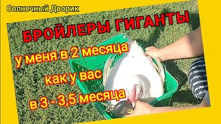 видео: Для тех, кто не умеет выращивать крупного бройлера  - Кормлю мешанкой / Взвешиваю в 70 дней / картинка: Для тех, кто не умеет выращивать крупного бройлера  - Кормлю мешанкой / Взвешиваю в 70 дней /