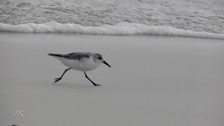 Busy Sanderling (Calidris alba) - Galápagos