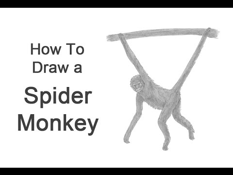 How to Draw a Spider Monkey - YouTube