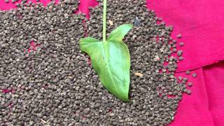 Pankaj Oudhias Healing Herbs Diabetes Mellitus Type 2 With Dry Orgasm. Hf-700